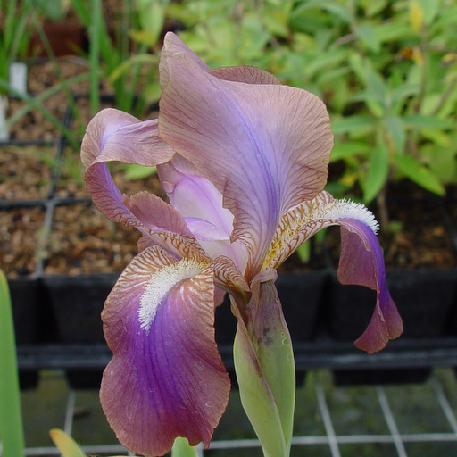 Iris pumila